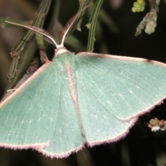 Chlorocoma (genus) (Emerald moth) at Mount Ainslie - 24 Mar 2019 by jbromilow50