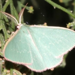 Chlorocoma (genus) at Ainslie, ACT - 24 Mar 2019