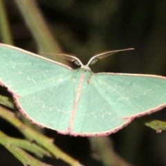 Chlorocoma (genus) (Emerald moth) at Mount Ainslie - 24 Mar 2019 by jbromilow50