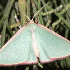 Chlorocoma (genus) at Ainslie, ACT - 24 Mar 2019 10:50 PM