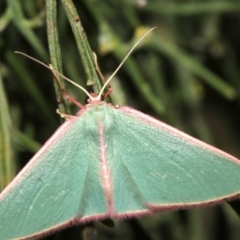 Chlorocoma (genus) at Ainslie, ACT - 24 Mar 2019 10:50 PM