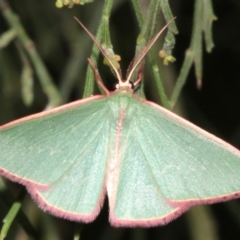 Chlorocoma (genus) at Ainslie, ACT - 24 Mar 2019 10:50 PM