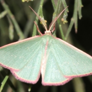 Chlorocoma (genus) at Ainslie, ACT - 24 Mar 2019