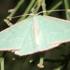 Chlorocoma (genus) at Ainslie, ACT - 24 Mar 2019