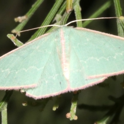 Chlorocoma (genus) (Emerald moth) at Mount Ainslie - 24 Mar 2019 by jb2602