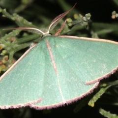 Chlorocoma (genus) at Ainslie, ACT - 24 Mar 2019