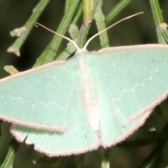 Chlorocoma (genus) at Ainslie, ACT - 24 Mar 2019 10:41 PM