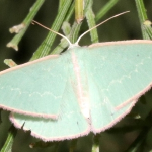 Chlorocoma (genus) at Ainslie, ACT - 24 Mar 2019