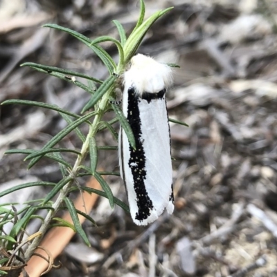 Oenosandra boisduvalii (Boisduval's Autumn Moth) at Michelago, NSW - 21 Mar 2019 by Illilanga