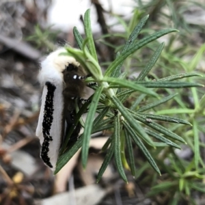 Oenosandra boisduvalii at Michelago, NSW - 21 Mar 2019 06:02 PM