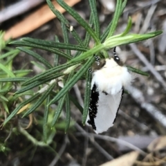 Oenosandra boisduvalii at Michelago, NSW - 21 Mar 2019