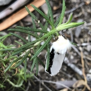 Oenosandra boisduvalii at Michelago, NSW - 21 Mar 2019