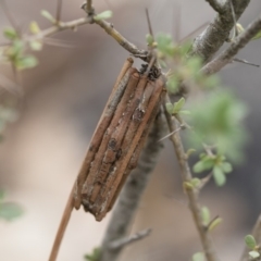 Clania ignobilis (Faggot Case Moth) at Michelago, NSW - 17 Mar 2019 by Illilanga