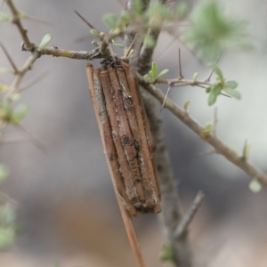 Clania ignobilis at Michelago, NSW - 17 Mar 2019