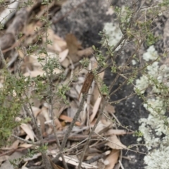 Clania ignobilis at Michelago, NSW - 17 Mar 2019