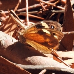 Heteronympha merope (Common Brown Butterfly) at Jerrabomberra Wetlands - 26 Mar 2019 by RodDeb