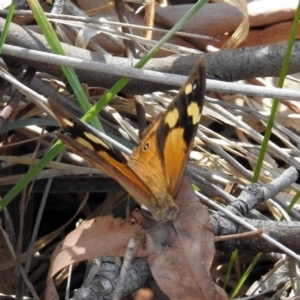 Heteronympha merope at Kingston, ACT - 26 Mar 2019 01:20 PM