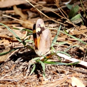 Heteronympha merope at Kingston, ACT - 26 Mar 2019 01:20 PM