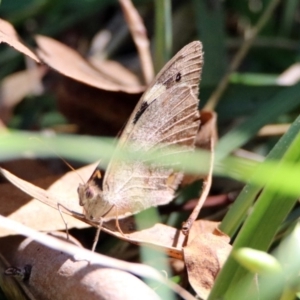 Heteronympha merope at Kingston, ACT - 26 Mar 2019 01:20 PM