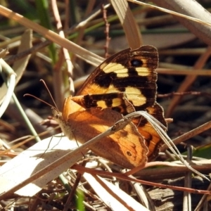 Heteronympha merope at Kingston, ACT - 26 Mar 2019 01:20 PM