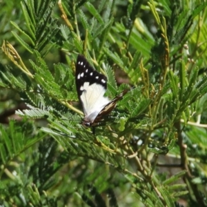 Charaxes sempronius at Kingston, ACT - 26 Mar 2019