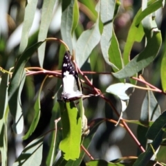 Charaxes sempronius at Kingston, ACT - 26 Mar 2019 01:04 PM