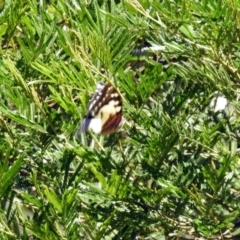 Charaxes sempronius at Kingston, ACT - 26 Mar 2019