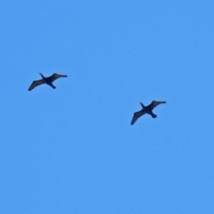 Phalacrocorax carbo (Great Cormorant) at Fyshwick, ACT - 26 Mar 2019 by RodDeb