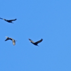 Phalacrocorax carbo at Fyshwick, ACT - 26 Mar 2019