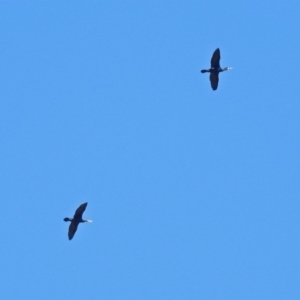 Phalacrocorax carbo at Fyshwick, ACT - 26 Mar 2019