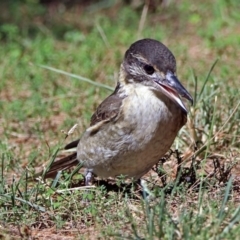 Cracticus torquatus (Grey Butcherbird) at Jerrabomberra Wetlands - 26 Mar 2019 by RodDeb