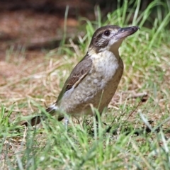 Cracticus torquatus at Fyshwick, ACT - 26 Mar 2019 11:52 AM