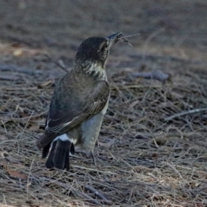 Cracticus torquatus at Fyshwick, ACT - 26 Mar 2019 11:52 AM