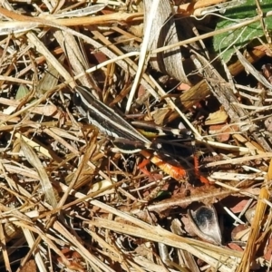 Macrotona australis at Fyshwick, ACT - 26 Mar 2019 12:21 PM