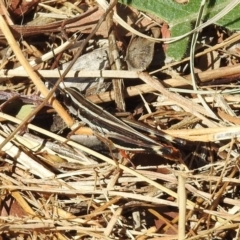 Macrotona australis at Fyshwick, ACT - 26 Mar 2019 12:21 PM