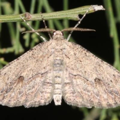 Ectropis excursaria (Common Bark Moth) at Mount Ainslie - 10 Mar 2019 by jb2602