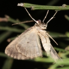 Ectropis excursaria at Ainslie, ACT - 10 Mar 2019 11:40 PM