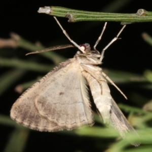 Ectropis excursaria at Ainslie, ACT - 10 Mar 2019 11:40 PM