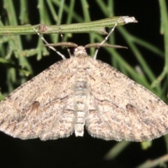 Ectropis excursaria at Ainslie, ACT - 10 Mar 2019 11:40 PM