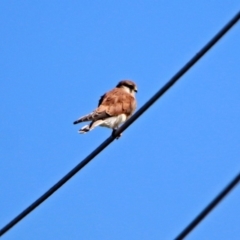 Falco cenchroides (Nankeen Kestrel) at Fyshwick, ACT - 26 Mar 2019 by RodDeb