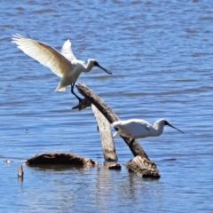 Platalea regia (Royal Spoonbill) at Fyshwick, ACT - 26 Mar 2019 by RodDeb