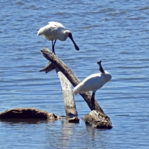 Platalea regia at Fyshwick, ACT - 26 Mar 2019