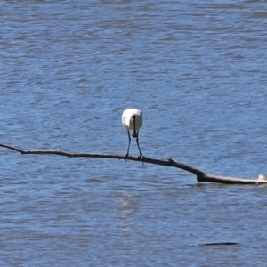 Platalea regia at Fyshwick, ACT - 26 Mar 2019 12:40 PM