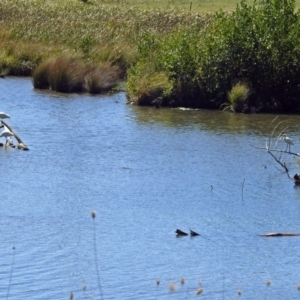 Platalea regia at Fyshwick, ACT - 26 Mar 2019 12:40 PM