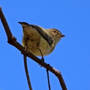 Smicrornis brevirostris at Fyshwick, ACT - 26 Mar 2019 01:33 PM