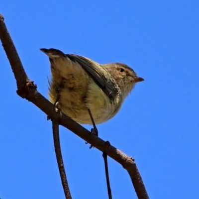 Smicrornis brevirostris (Weebill) at Fyshwick, ACT - 26 Mar 2019 by RodDeb