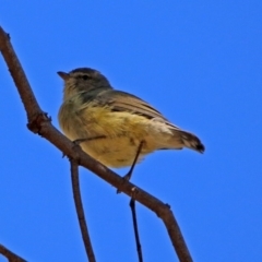 Smicrornis brevirostris at Fyshwick, ACT - 26 Mar 2019