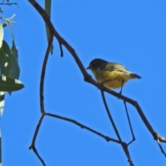 Smicrornis brevirostris at Fyshwick, ACT - 26 Mar 2019