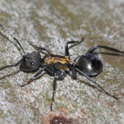 Polyrhachis ornata (Ornate spiny ant) at ANBG - 26 Mar 2019 by TimL