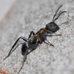 Polyrhachis ornata at Acton, ACT - 26 Mar 2019